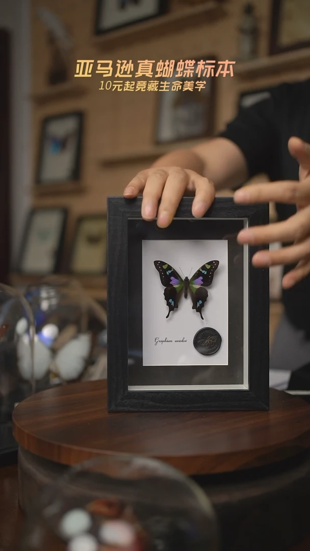 有机玻璃玫瑰青凤蝶E145