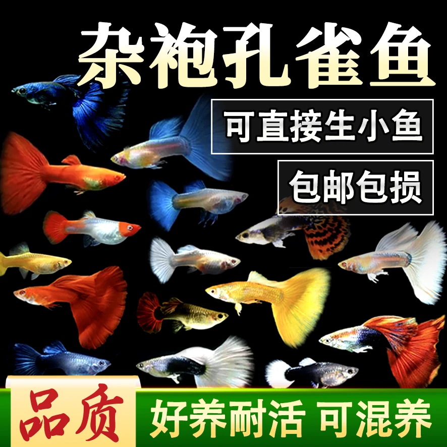 【直播专用】懒人养鱼热带观赏鱼孔雀鱼活体热带小型凤尾鱼苗孕母