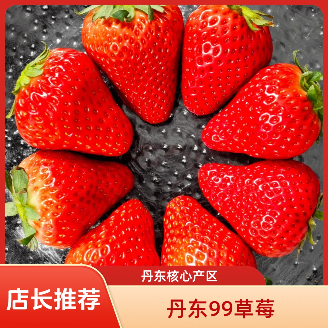 【丹东99草莓】红颜牛奶草莓东港核心产地当日现摘空运包邮