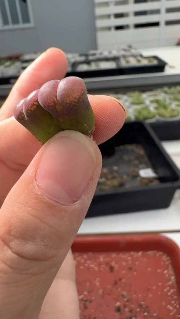 13-125多肉植物肉锥