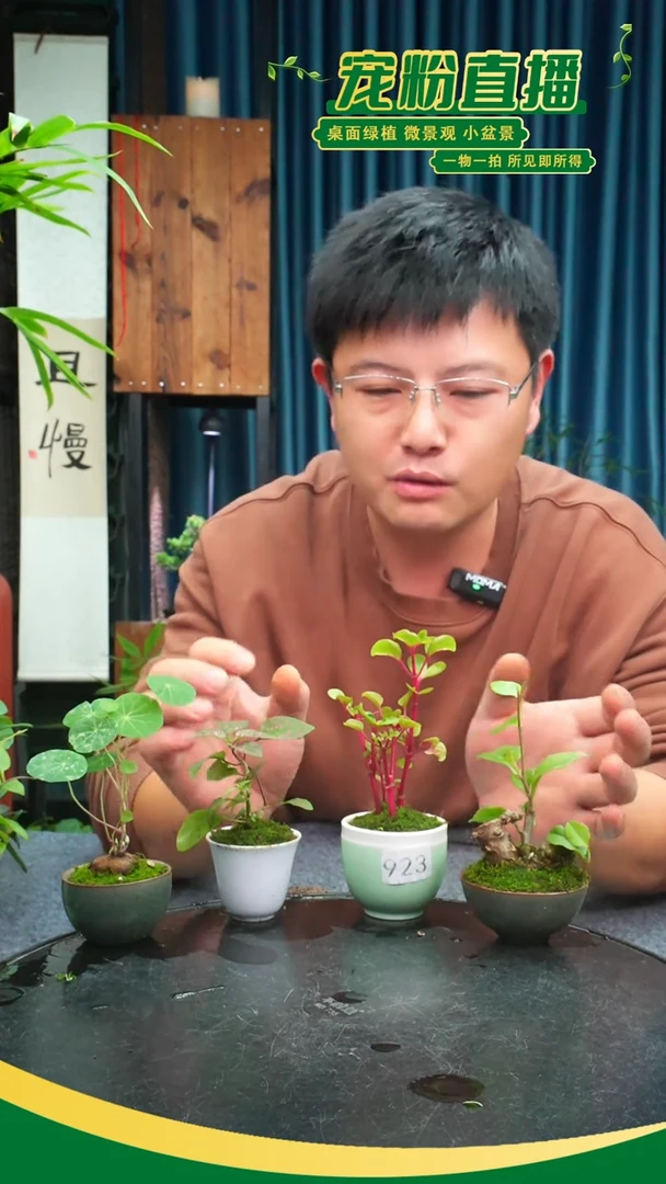 无花朵虔*苔藓微景观923号