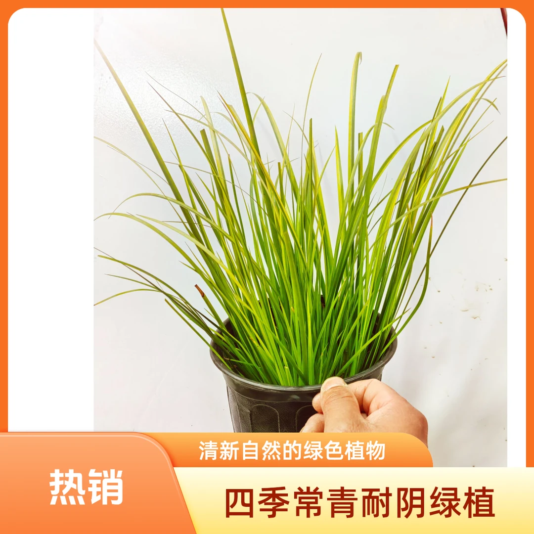 金叶石菖蒲   金叶金钱浦   金叶菖蒲