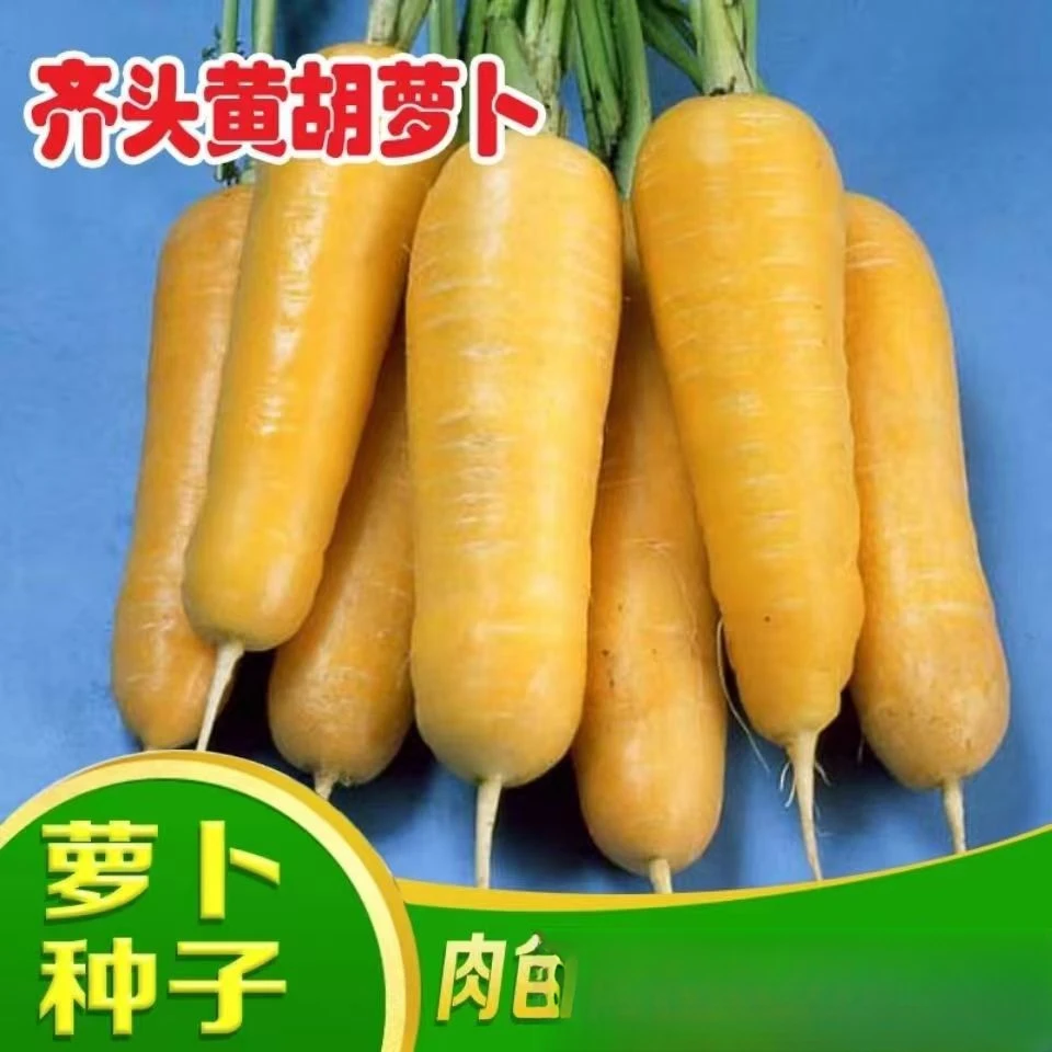 【全店满5包包邮】黄胡萝卜种子  四季