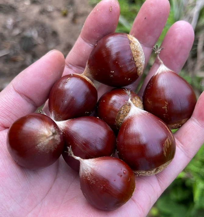 东江湖黄草本地椎粒又粉又甜尖栗子