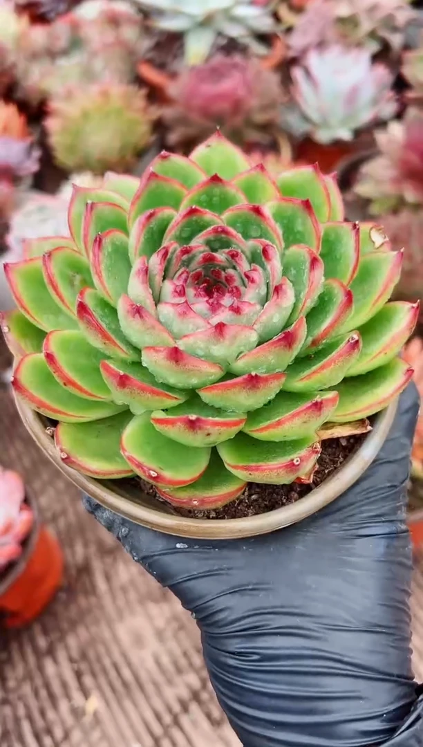 @**?多肉植物一物一拍03034