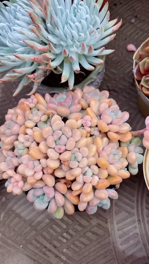 【闪购商品】08084