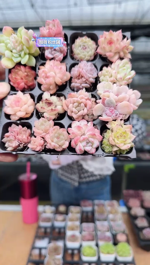 东云多肉园新款-200