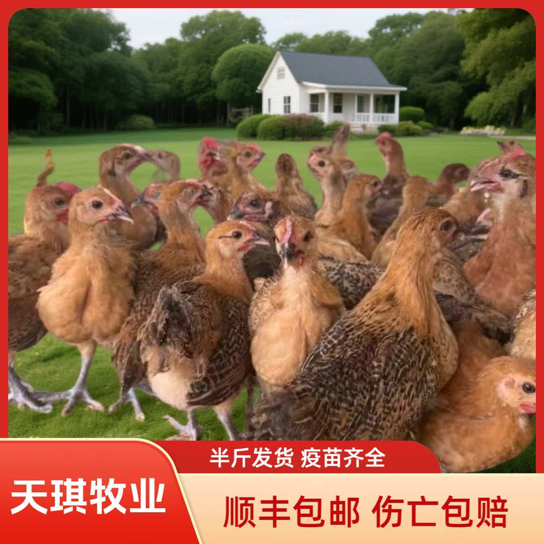 【12只】青脚红瑶宠物鸡黑腿鸡半斤左右发货绿壳 顺丰包邮