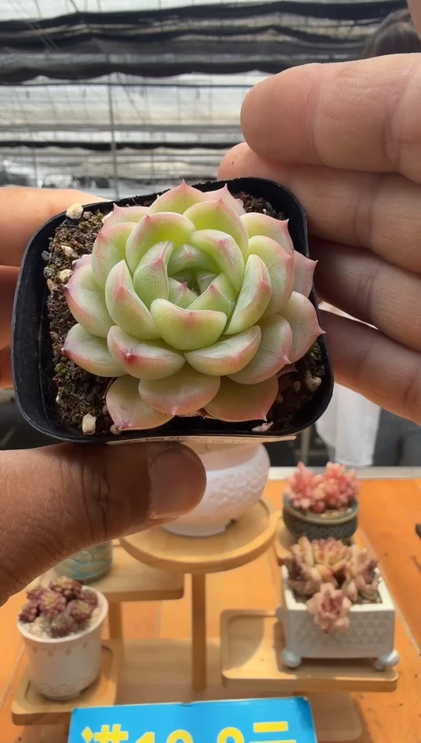 东云多肉园二店-157
