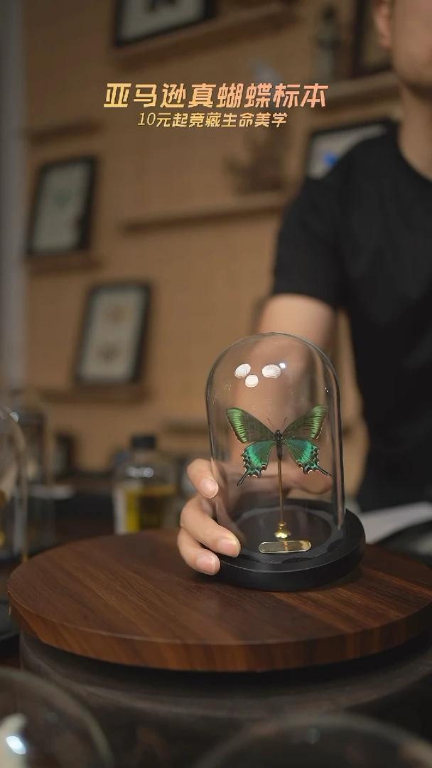 有机玻璃绿带翠凤蝶春型玻璃罩