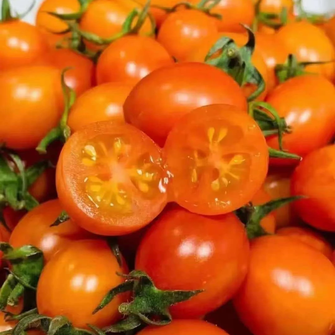 脆甜黄珍珠柿子 3斤/净果 【ZR果业】