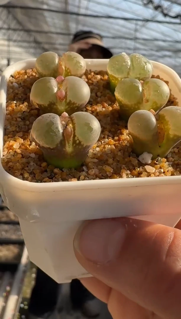 【闪购商品】17-19小菊の舞一颗