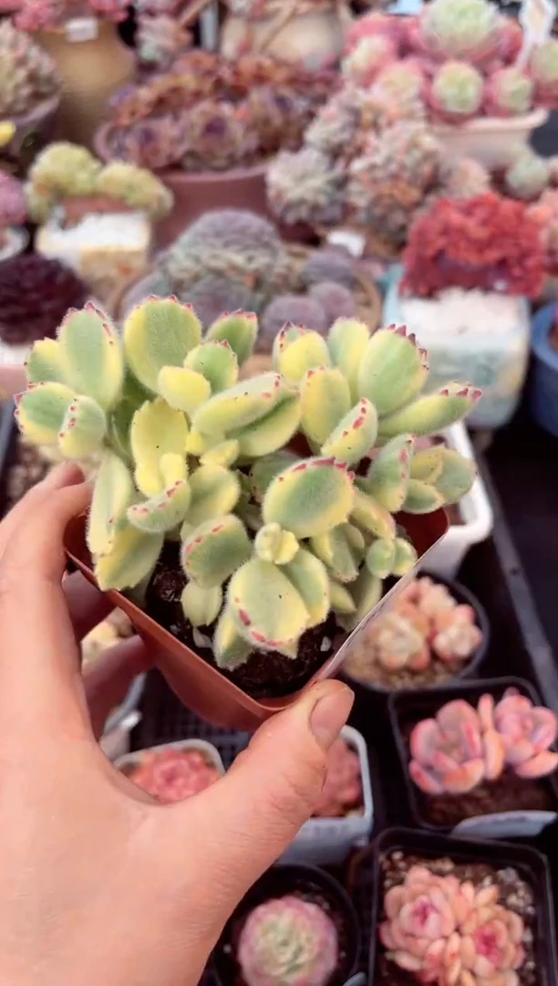 【闪购商品】7590白熊多肉