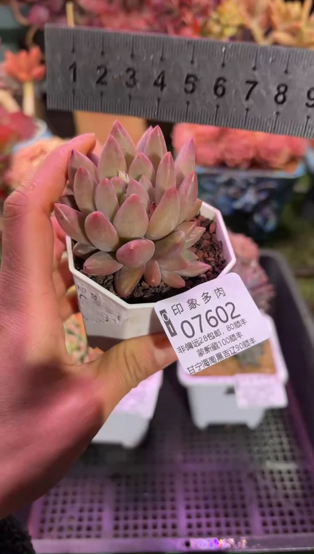 【闪购商品】07602