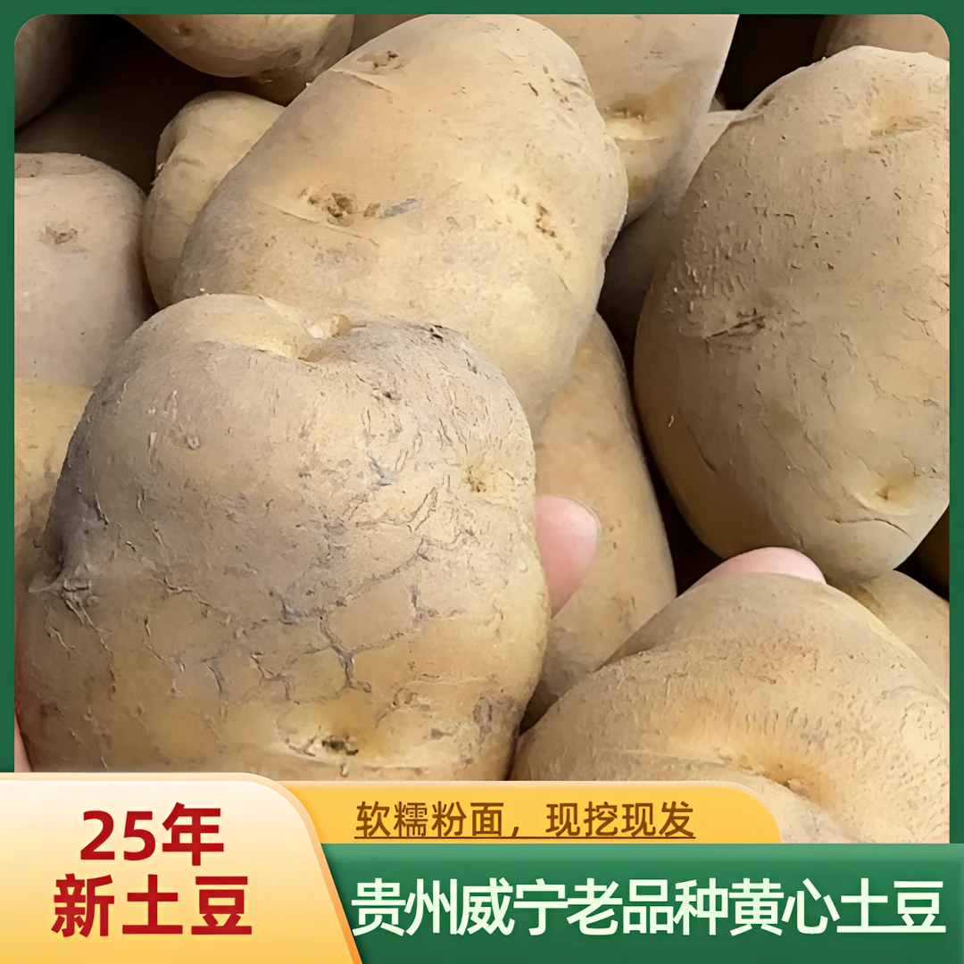 贵州威宁黄皮黄心老品种土豆沙面大个软糯米小土豆拉洋芋新鲜当季