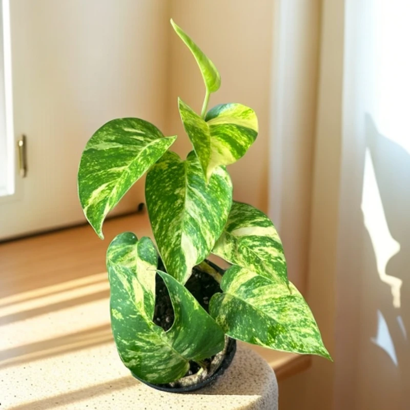 火焰麒麟尾多年生观叶绿植纹路清晰花卉