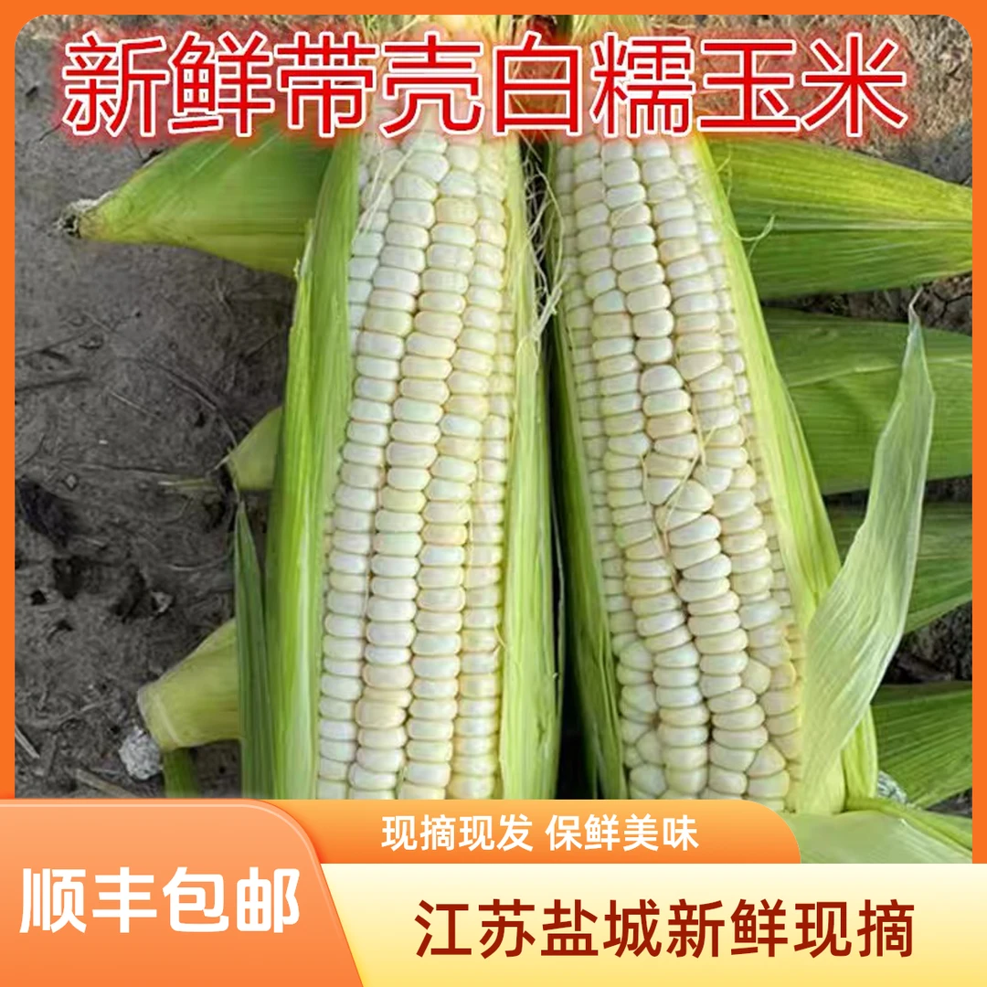 苏北射阳新鲜现摘白糯玉米香甜粘口带壳发货当季美味粗粮