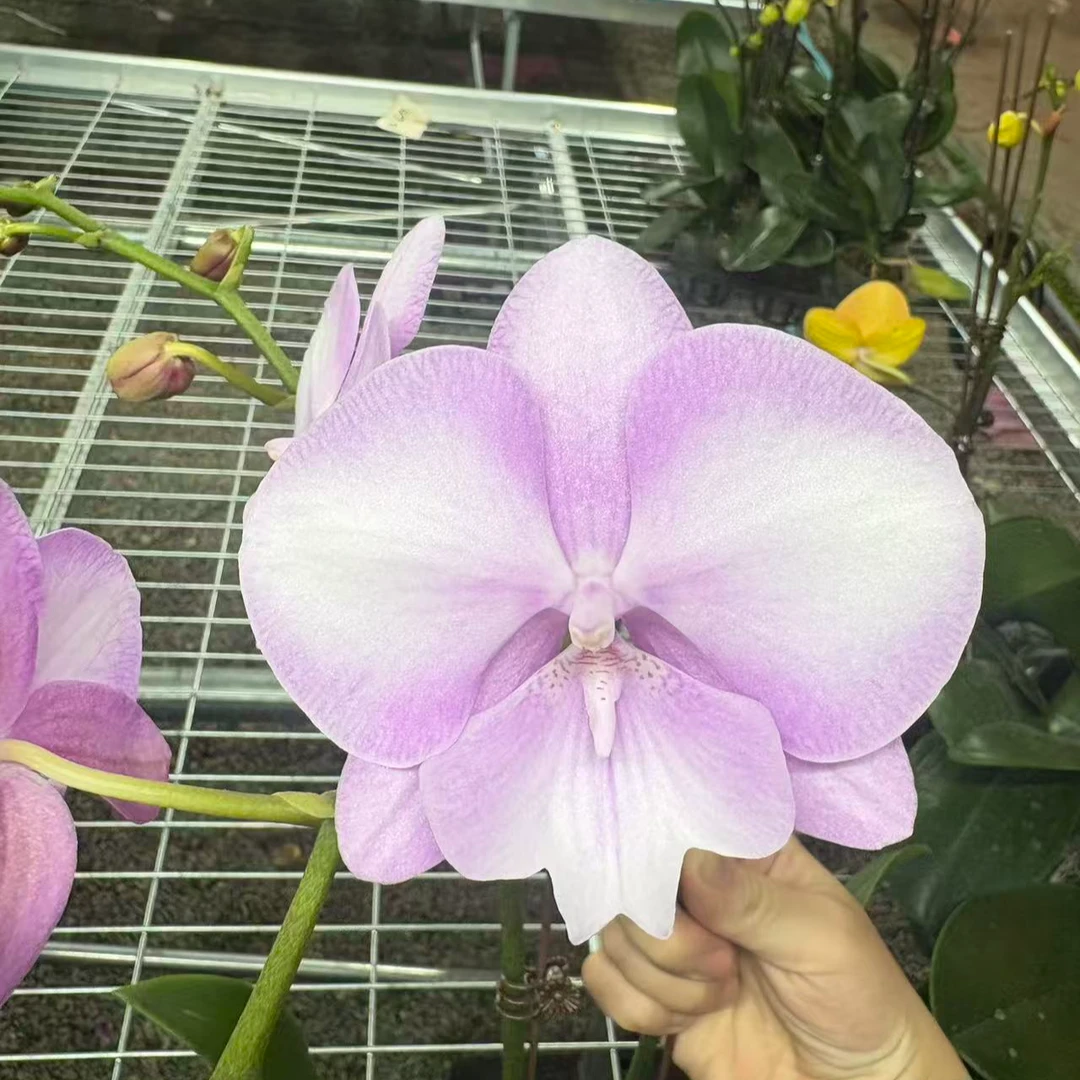 【骑士】室内养殖小清新蝴蝶兰绿植盆栽