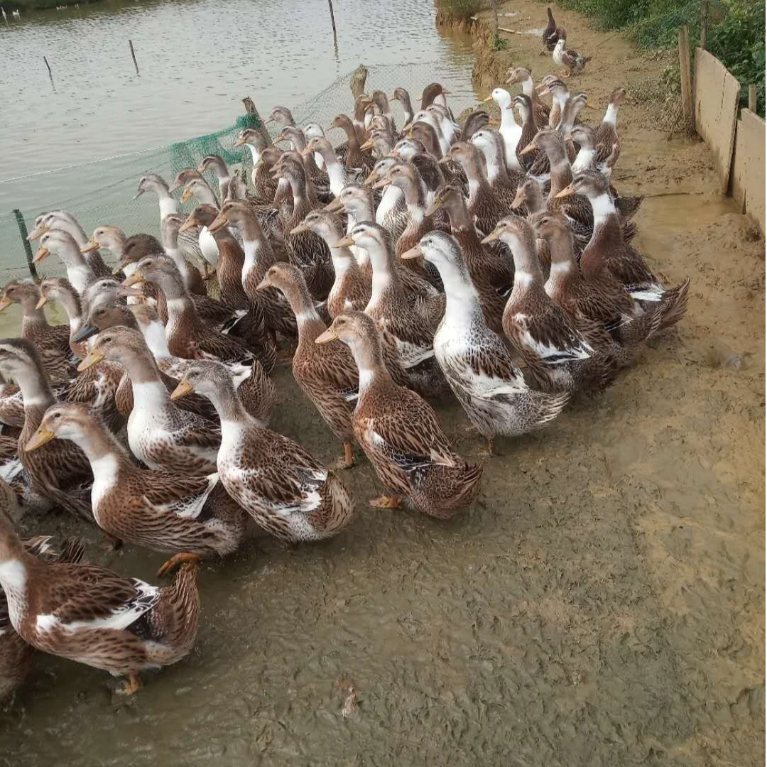 湖北名品传统美食自家养老麻鸭两年炖汤极鲜