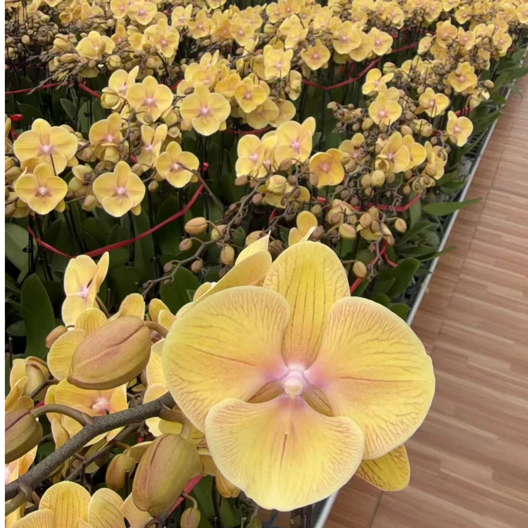 【金玉满堂】蝴蝶兰黄色系线条大花带花苞室内花卉绿植