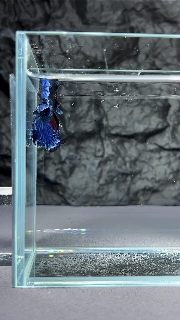 斗鱼竞拍链接A066