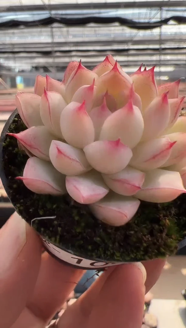 【闪购商品】新品多肉-100