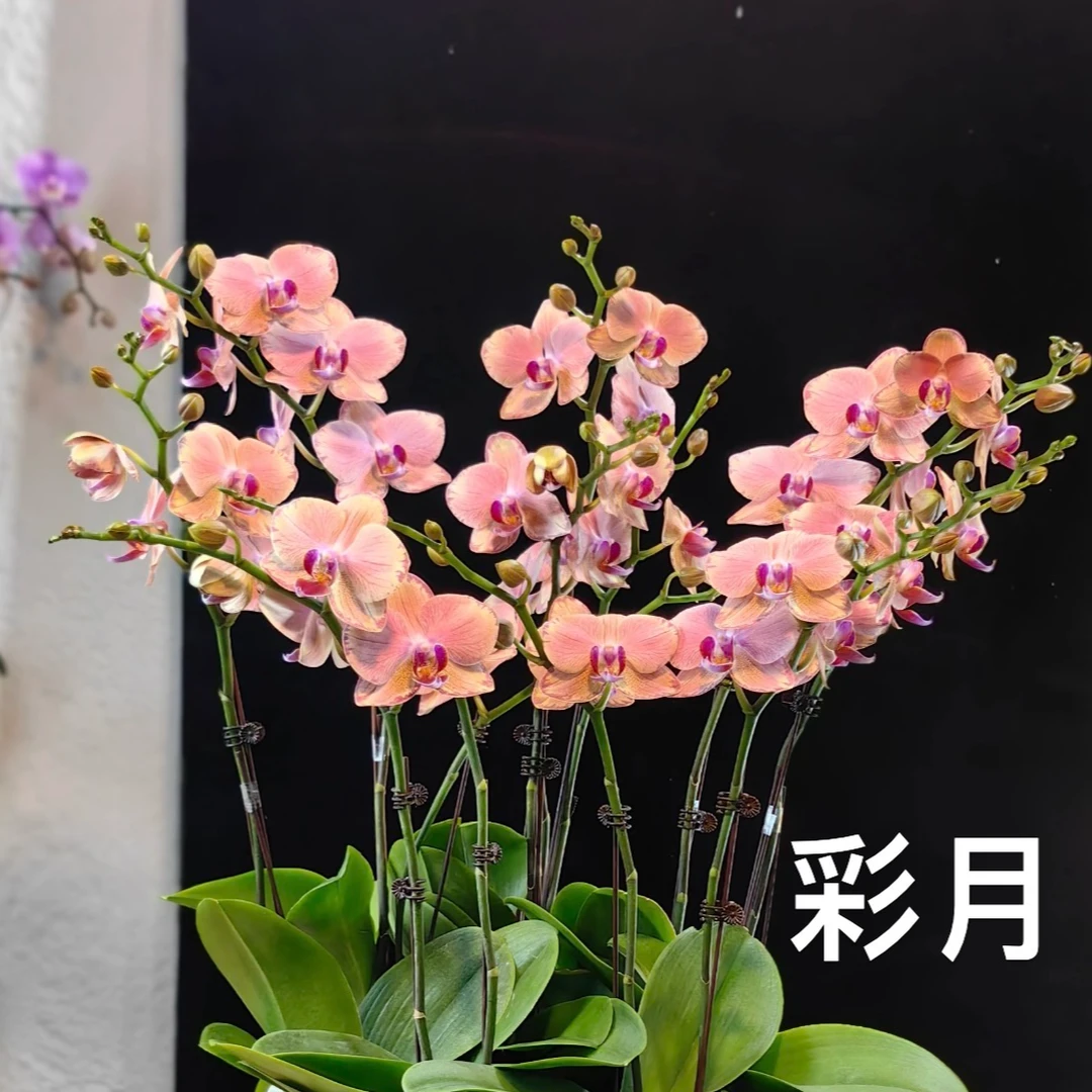 蝴蝶兰【彩月】3.0寸杯花苗