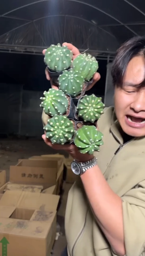 7颗 实生根 短毛丸 3-5cm