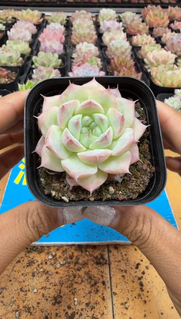 东云多肉园二店-254