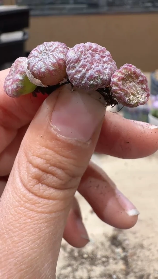 13-87多肉植物肉锥