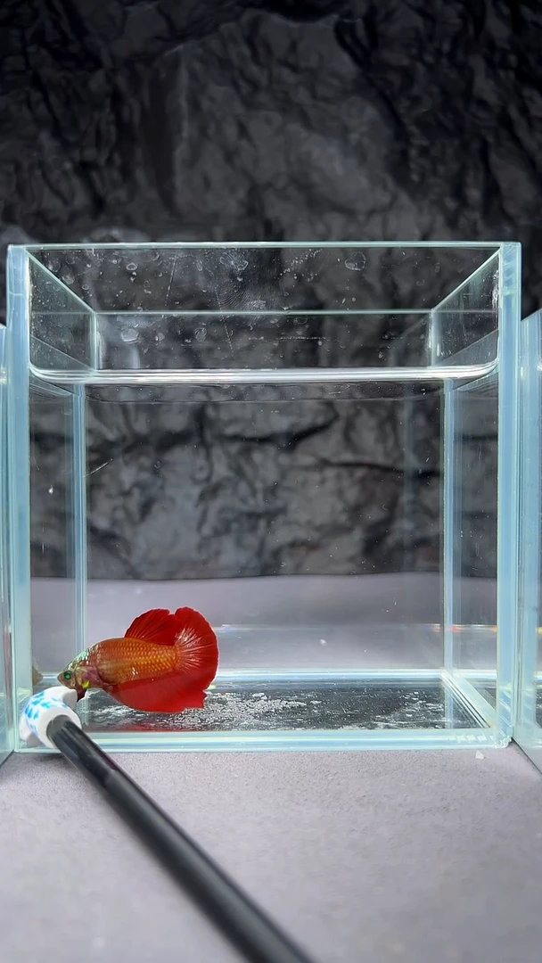 斗鱼竞拍链接A074