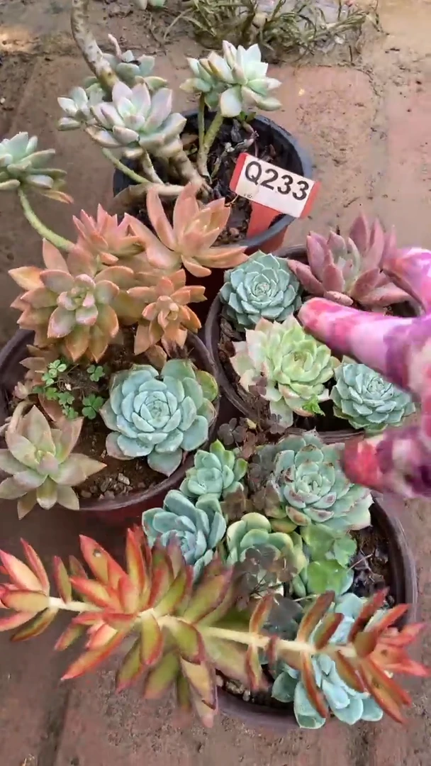 Q233多肉组合默认脱土发货