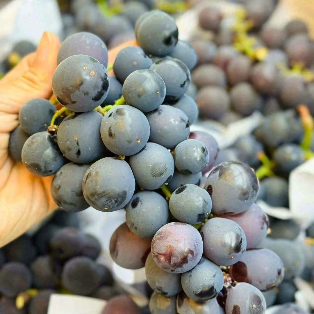 【门店自提】云南富硒葡萄-1份（500g）|整件云南省
