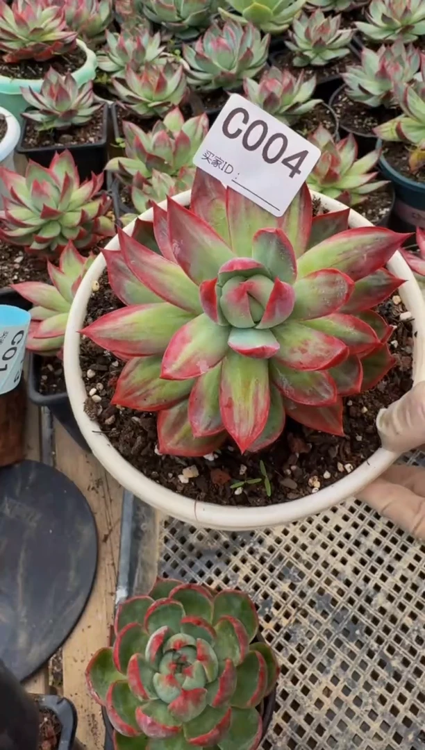 C004惊鸿仙子（裸根发货）