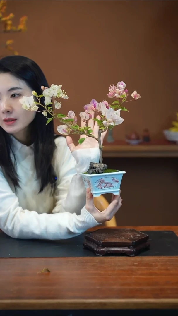 全部花朵三角梅盆景盆景盆景