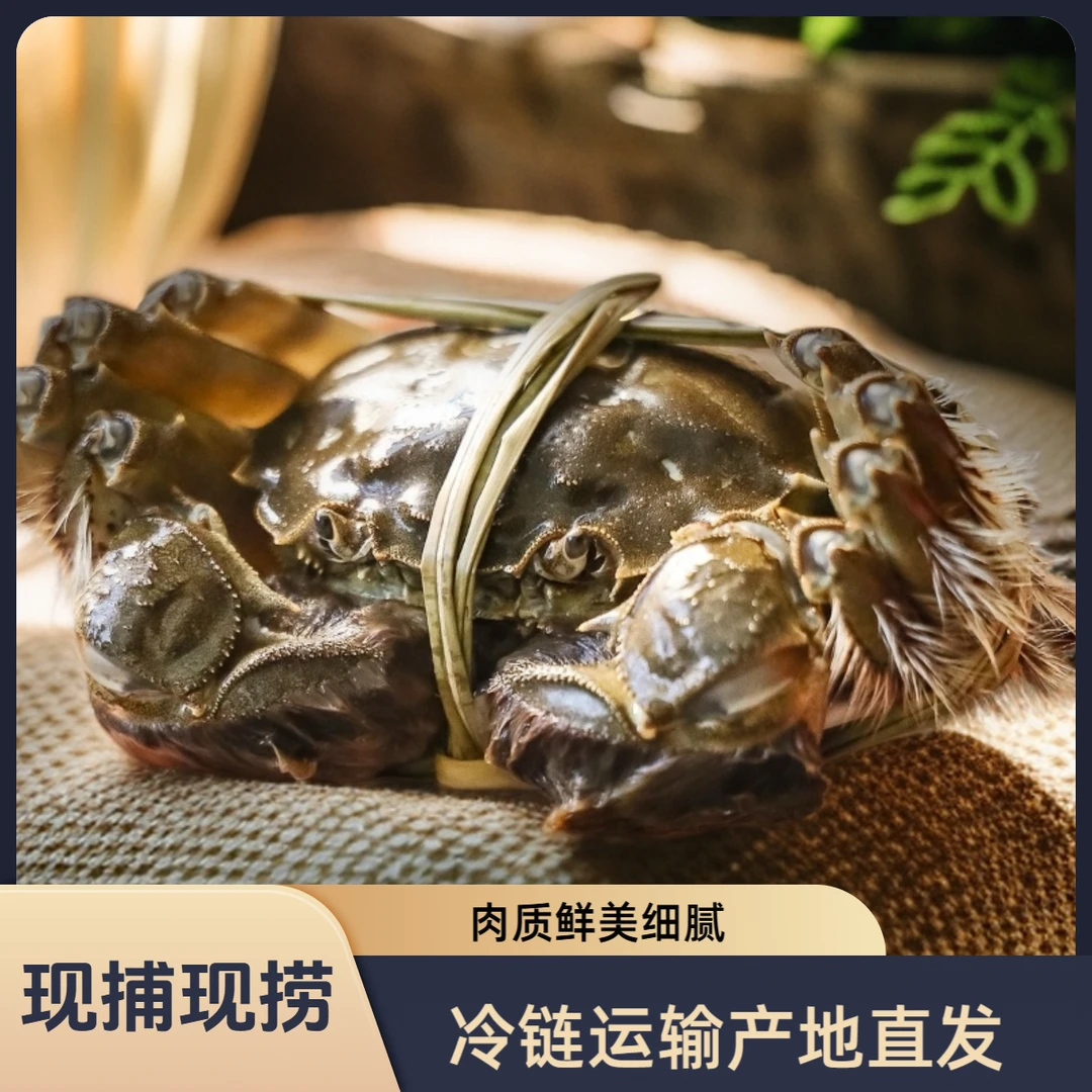 【活蟹】江苏大闸蟹全母蟹4.0两-4.3两4/8只精品蟹
