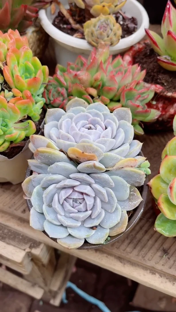 羽*拍28056多肉植物一物一拍