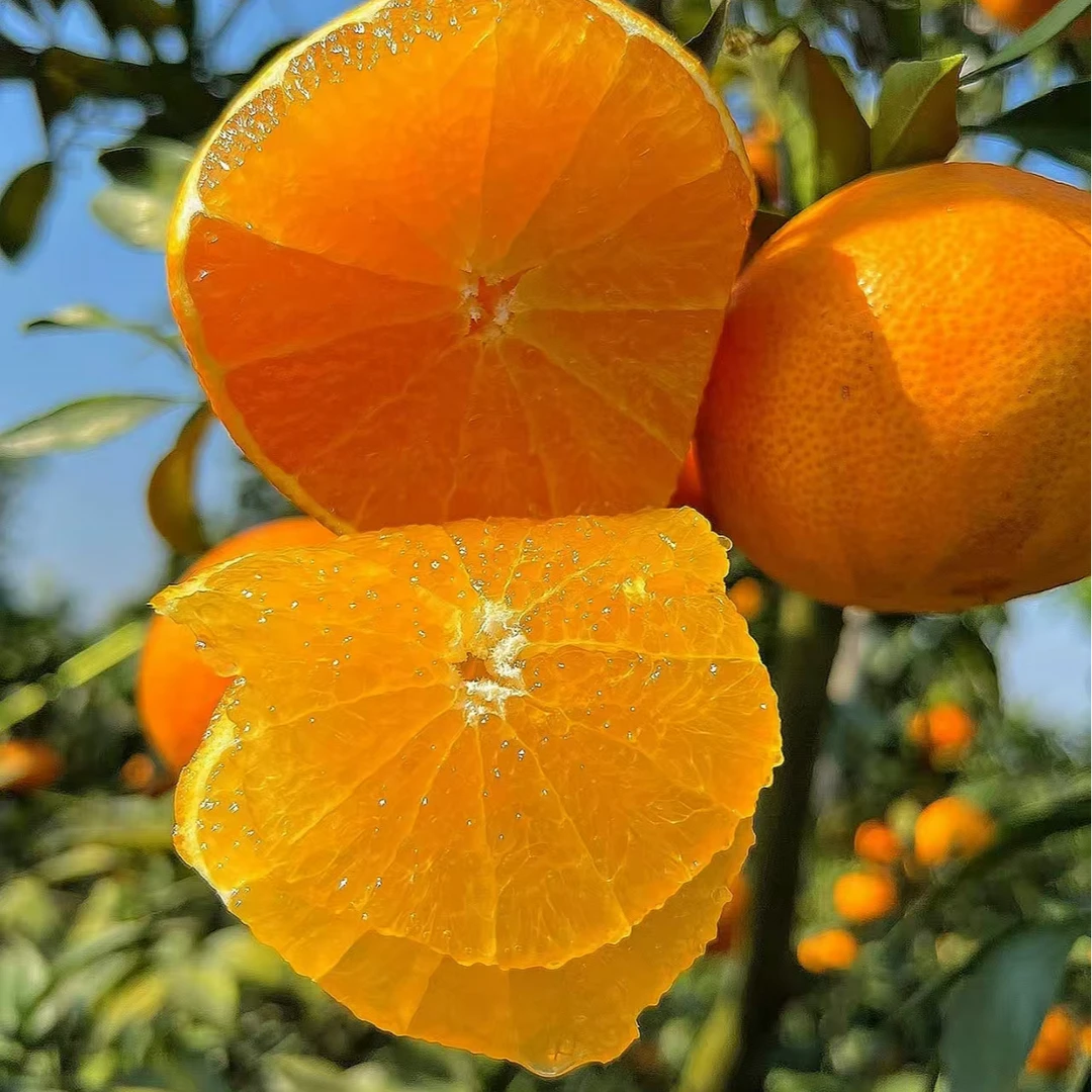 爱媛果冻橙 当季水果（原箱5斤）四川省