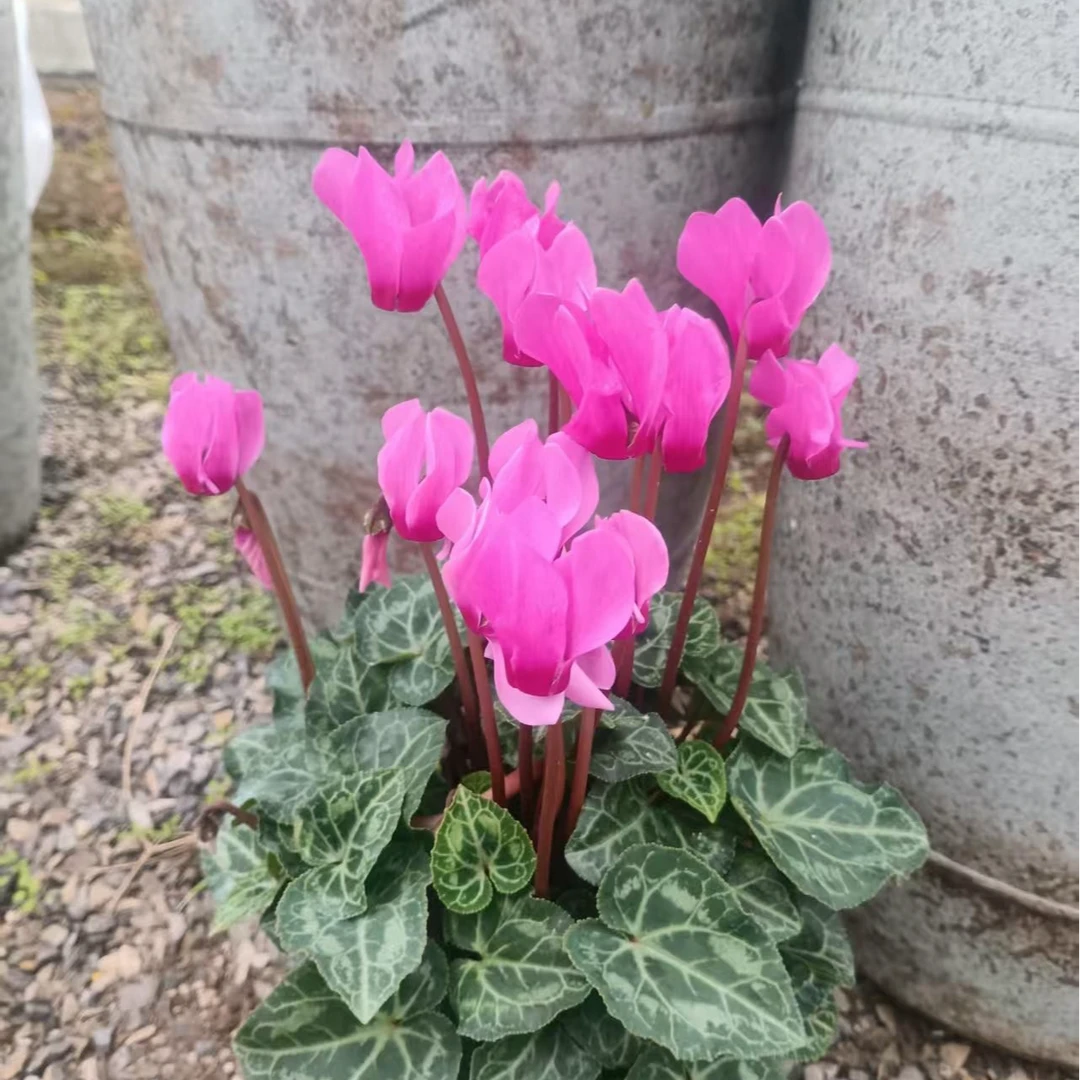 青州市花（原生波斯）仙客来