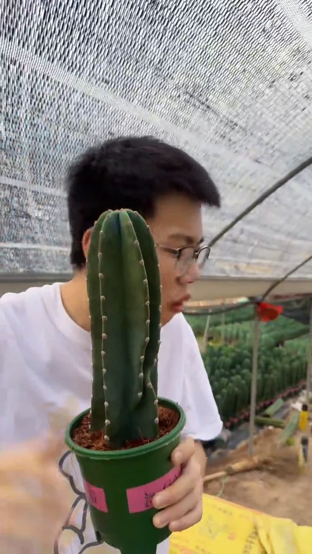 【带根】15cm 量天尺不带花苞仙人球