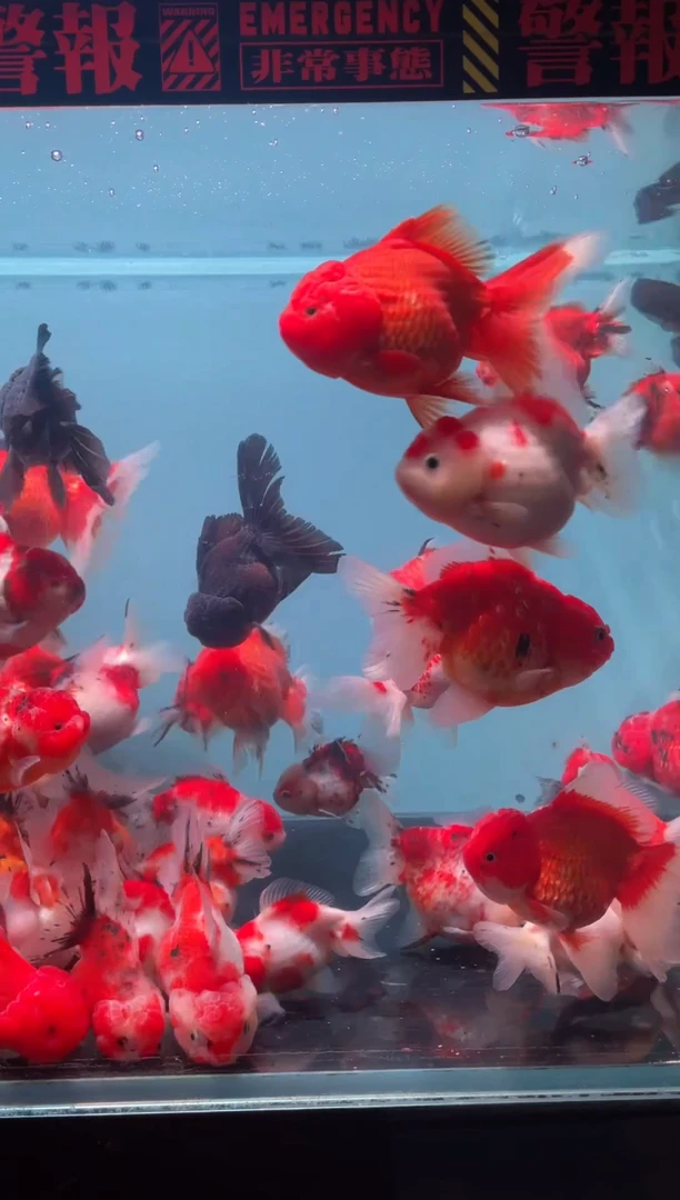 金鱼精品元宝泰狮 3