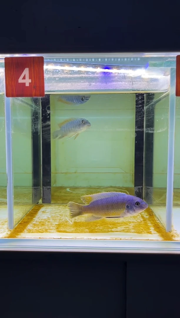海水三湖野生慈鲷鱼