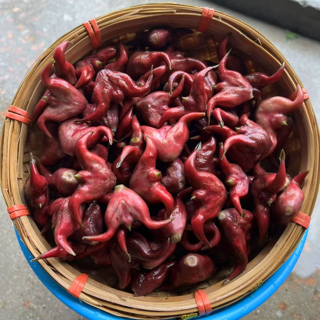 【潮汕同学农产品】潮汕新鲜现摘现发红菱角粉糯香甜本地特产