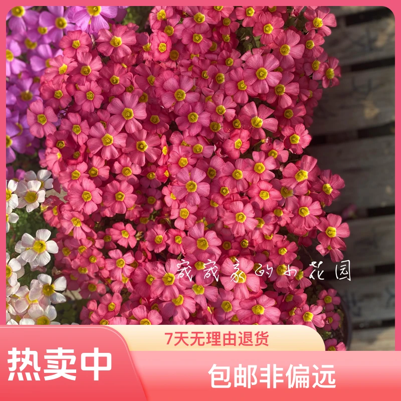 [开花包对版】酢浆草种球新手套餐【秋植】养护简单品种丰富新手推荐