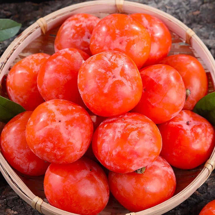 柿子树盆栽老桩基地