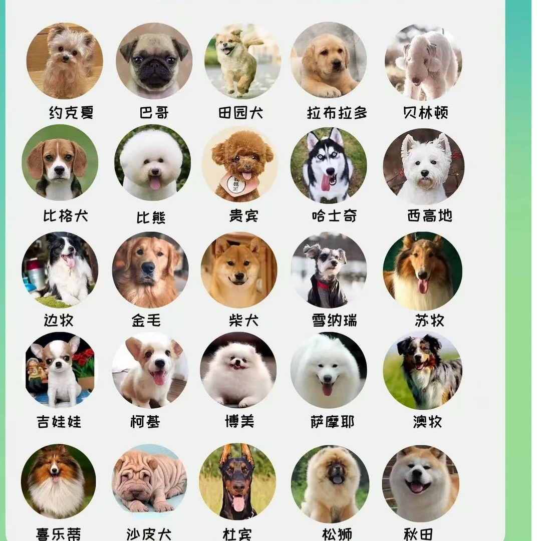 无品牌年年宠物泰迪比熊金毛拉布拉多边牧柯基