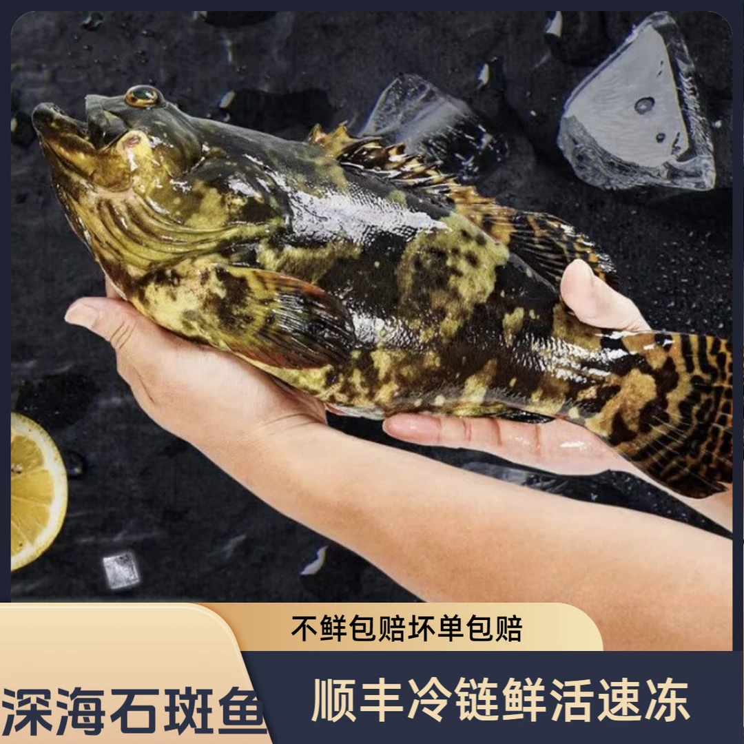 东山岛石斑鱼活鱼现冻老鼠斑蓝瓜子斑老虎斑龙胆鱼龙趸鱼石九公鱼
