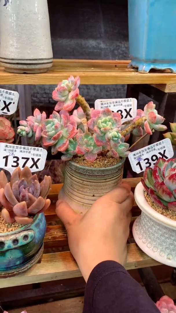 138X（一物一拍实付满28发货，默认不带盆土）