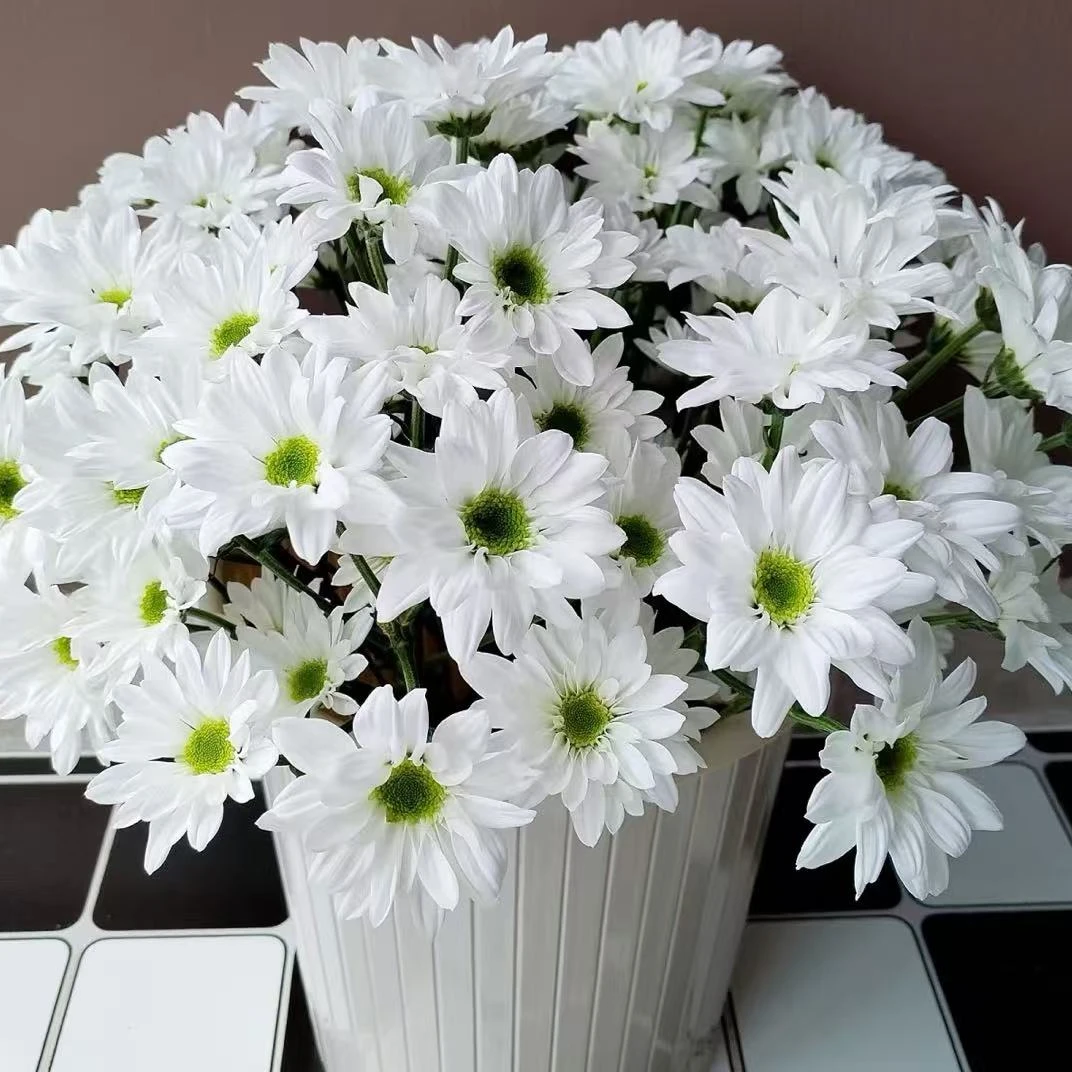 【顺丰发货】蒙娜丽莎白雏菊鲜花1-4单一个运费自选品种