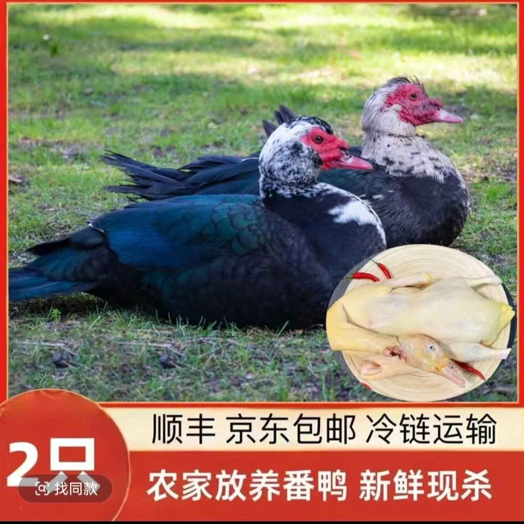 【大牛2】农家放养番鸭 2只净重共8-9斤  冷链运输